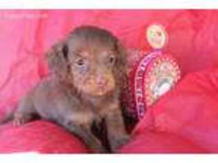 Dachshund Puppy for sale in Burlington, CO, USA