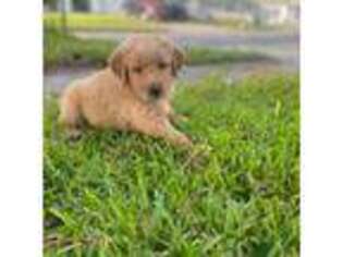 Golden Retriever Puppy for sale in Tarpon Springs, FL, USA