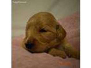 Goldendoodle Puppy for sale in Beebe, AR, USA