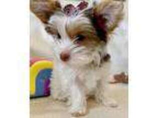 Yorkshire Terrier Puppy for sale in Lawton, OK, USA