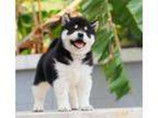 Shiba Inu Puppy for sale in NORTHBOROUGH, MA, USA