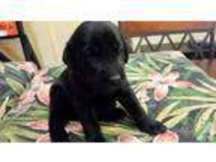 Labrador Retriever Puppy for sale in PEORIA, AZ, USA