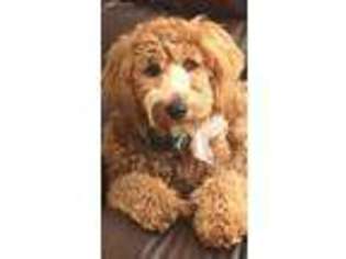 Goldendoodle Puppy for sale in Helena, GA, USA