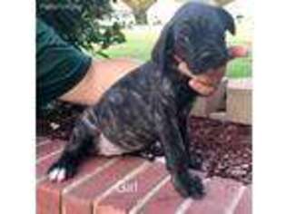 Cane Corso Puppy for sale in Hayden, AL, USA
