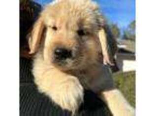 Golden Retriever Puppy for sale in Lecanto, FL, USA