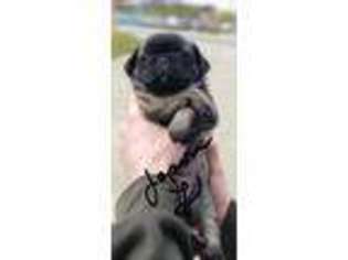 Pug Puppy for sale in Statesville, NC, USA