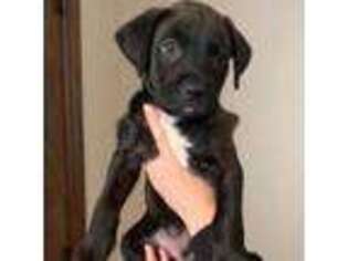 Mutt Puppy for sale in CHINO HILLS, CA, USA