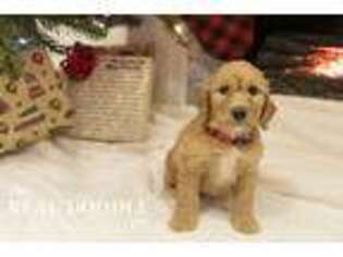 Goldendoodle Puppy for sale in Bridgeport, MI, USA