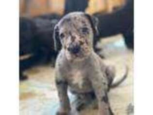 Great Dane Puppy for sale in Hialeah, FL, USA