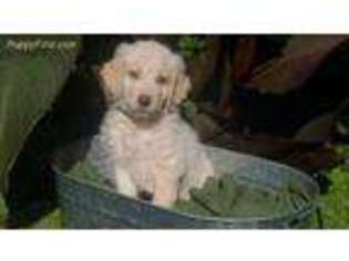 Labradoodle Puppy for sale in Knoxville, TN, USA