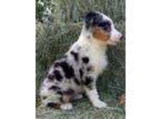 Australian Shepherd Puppy for sale in Onalaska, WA, USA