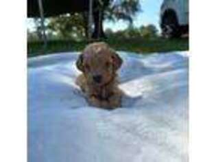Cavapoo Puppy for sale in Woodleaf, NC, USA
