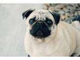 Pug Puppy for sale in Las Vegas, NV, USA