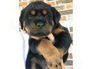 Rottweiler Puppy for sale in Royse City, TX, USA