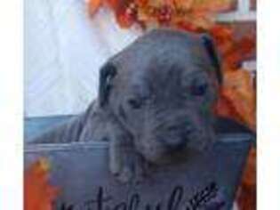 Mastiff Puppy for sale in New Haven, IN, USA