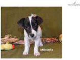 Jack Russell Terrier Puppy for sale in Oklahoma City, OK, USA
