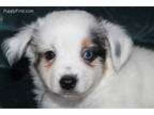 Miniature Australian Shepherd Puppy for sale in Galena, MO, USA