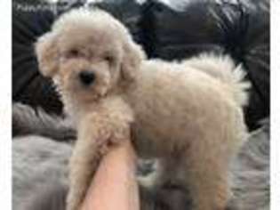 Goldendoodle Puppy for sale in Suwanee, GA, USA