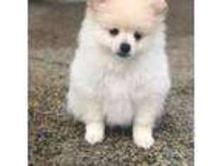 Pomeranian Puppy for sale in Somerville, TN, USA