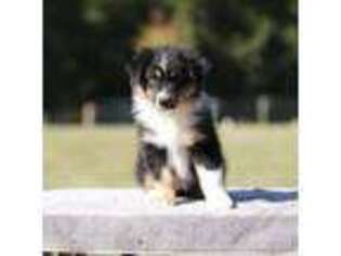 Australian Shepherd Puppy for sale in Warm Springs, GA, USA