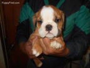 Bulldog Puppy for sale in Central Point, OR, USA