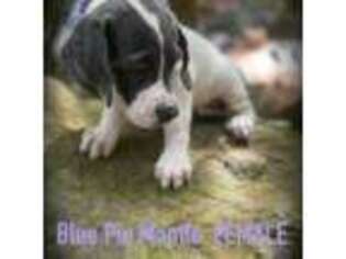 Great Dane Puppy for sale in Landrum, SC, USA