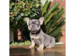 French Bulldog Puppy for sale in Livingston, CA, USA