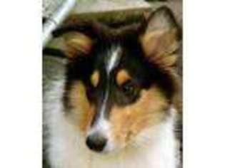 Collie Puppy for sale in RIDDLE, OR, USA