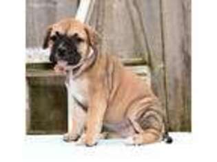 Mastiff Puppy for sale in Apple Creek, OH, USA