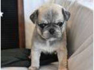 Pug Puppy for sale in Eaton, OH, USA