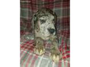 Great Dane Puppy for sale in Hartly, DE, USA
