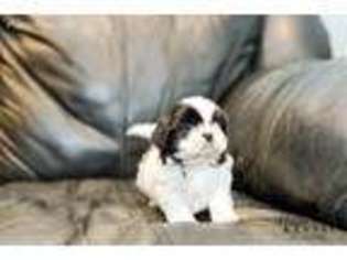 Mutt Puppy for sale in Mount Crawford, VA, USA