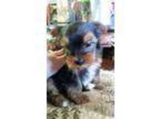 Yorkshire Terrier Puppy for sale in Jonesboro, LA, USA