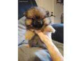 Pomeranian Puppy for sale in Jesup, GA, USA