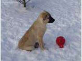 Anatolian Shepherd Puppy for sale in Bloomingdale, NY, USA