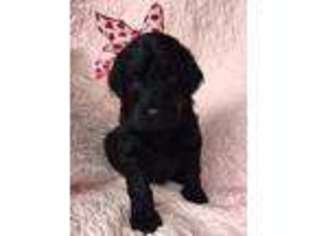 Goldendoodle Puppy for sale in Tupelo, MS, USA