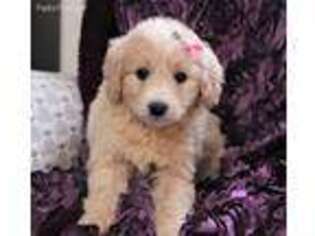 Goldendoodle Puppy for sale in Dalton, OH, USA