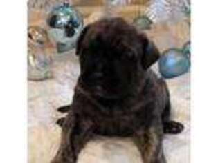 Mastiff Puppy for sale in Lake Charles, LA, USA