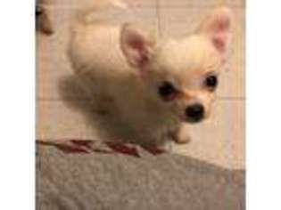 Chihuahua Puppy for sale in Auburn, WA, USA