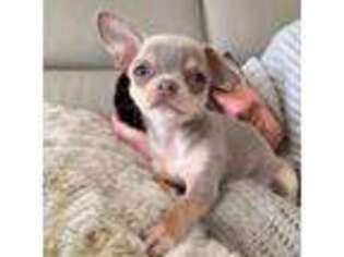 Chihuahua Puppy for sale in Statesville, NC, USA