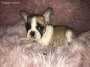French Bulldog Puppy for sale in Neodesha, KS, USA