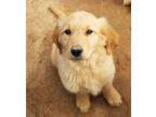 Golden Retriever Puppy for sale in Rockwall, TX, USA
