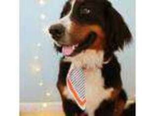 Bernese Mountain Dog Puppy for sale in Succasunna, NJ, USA