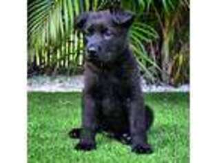 German Shepherd Dog Puppy for sale in Big Pine Key, FL, USA