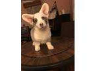 Cardigan Welsh Corgi Puppy for sale in Emmett, MI, USA