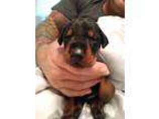 Doberman Pinscher Puppy for sale in Buna, TX, USA