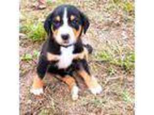 Greater Swiss Mountain Dog Puppy for sale in Perryville, MO, USA