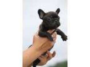 French Bulldog Puppy for sale in Strasburg, VA, USA
