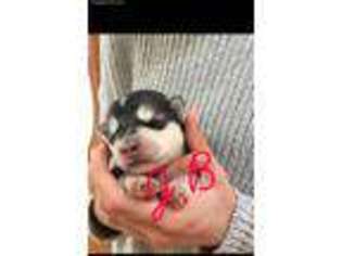 Alaskan Malamute Puppy for sale in Argos, IN, USA
