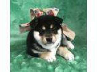 Shiba Inu Puppy for sale in Goodman, MO, USA